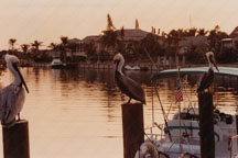 Pelicans perching